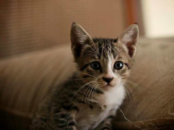 Les secrets d'une alimentation pour chien saine et adaptée