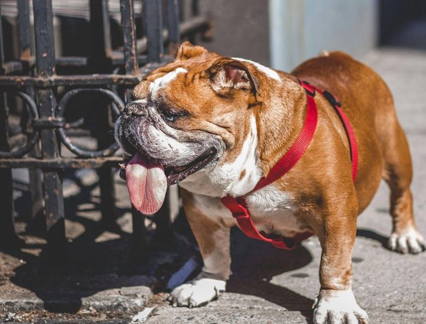 Quelles précautions prendre lors de l'exercice physique d'un chien de race Bouledogue Français avec des problèmes respiratoires?